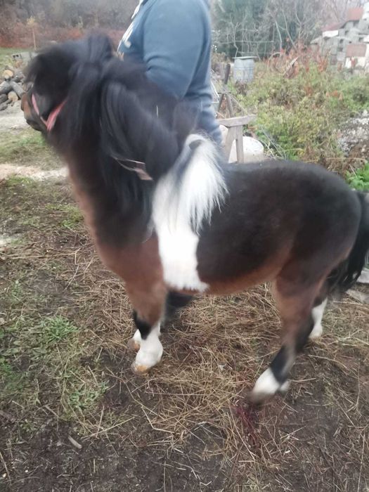 Ponei de talie mica