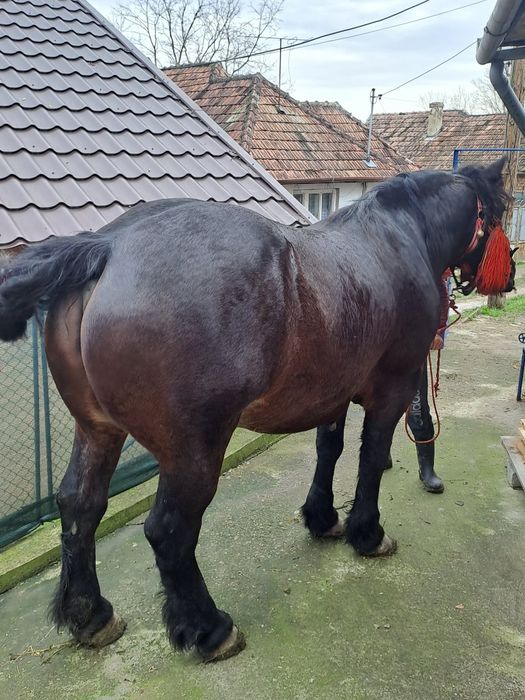 Iapa de vâzare iapa frumosa