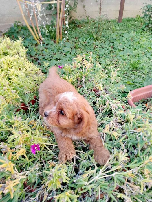 Кавапу и Кавалер Кинг Чарлз шпаньол