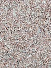Продам Пшеницу 3 класс сорт Любава - 500 тонн , урожай 2022 года