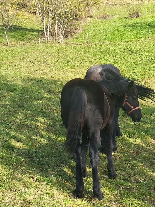 Manza de 8 luni de vanzare