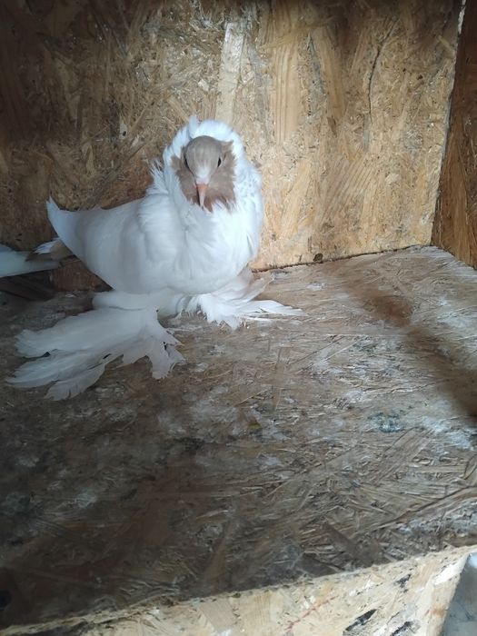 Vând porumbei ornament