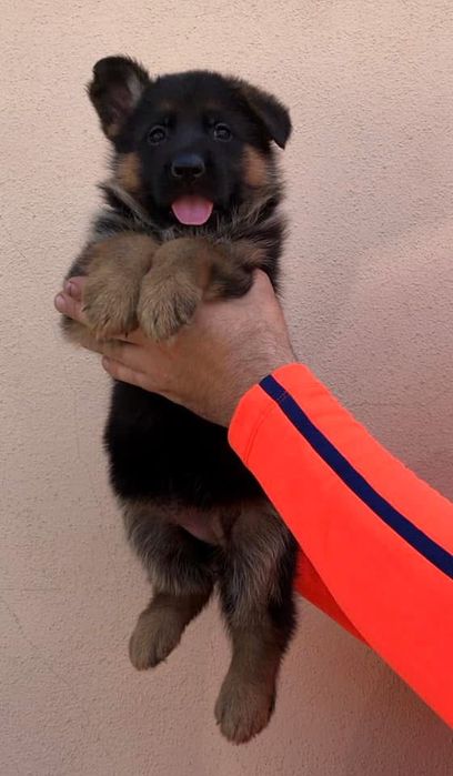 Femela ciobanesc german cu pedigree top