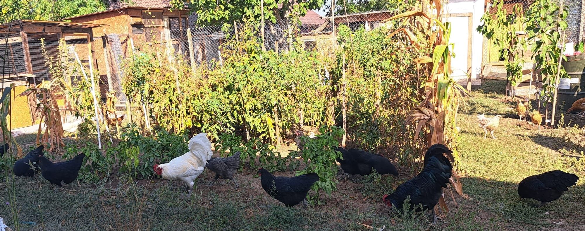 Pui de Australorp