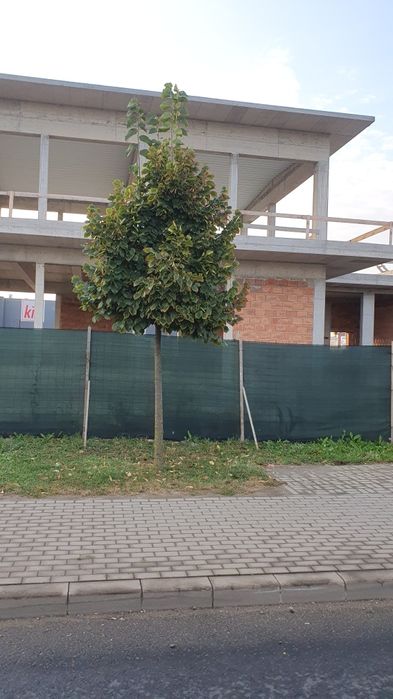 Tuia/mesteacăn/tei mirositor/magnolia