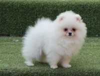 Pomeranian alb cu pedigree FCI