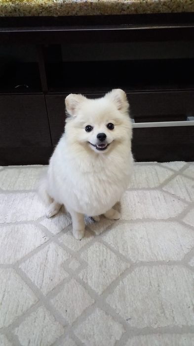 Померанский Шпиц