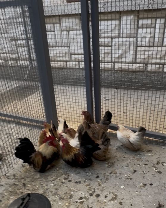 оплодени яйца за люпене порода шабо