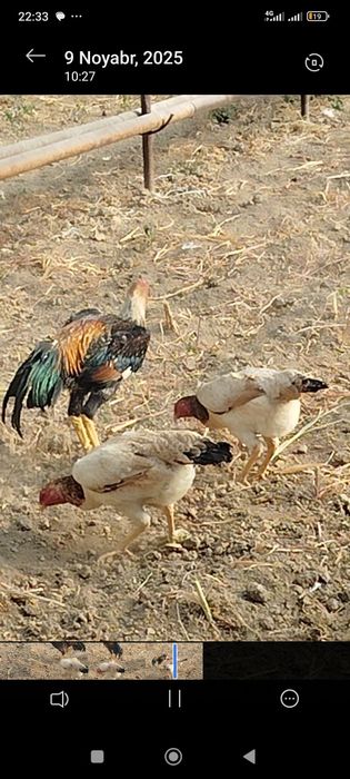 Dakan boboq tovuq tuxumda 2lasiyam