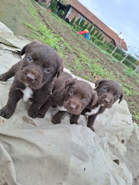 Малки Дратхарчета