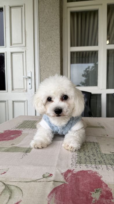 Продавам малтийска булонка на 6 мес.с всички ваксини