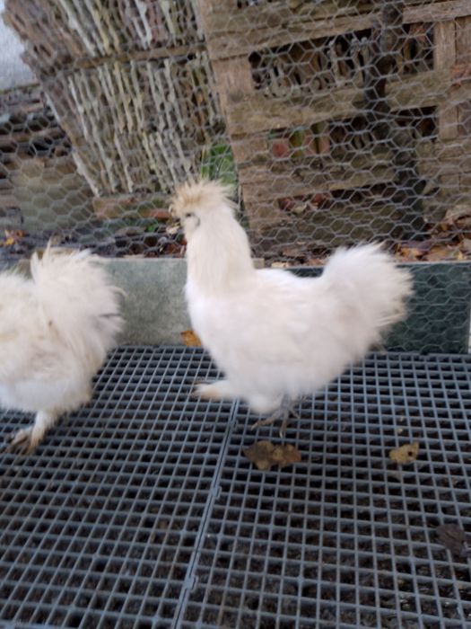 Oferta!Cocosi mătase japoneza!