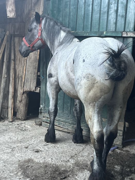 De vanzare harmasar de 4 ani garantat de ham