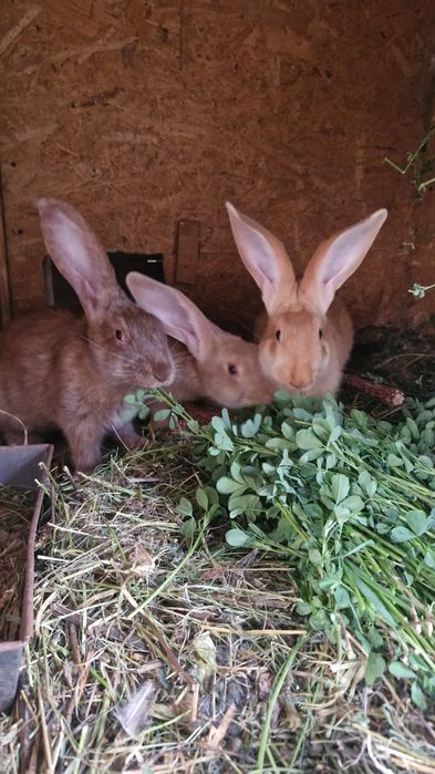 Fluture German Galben