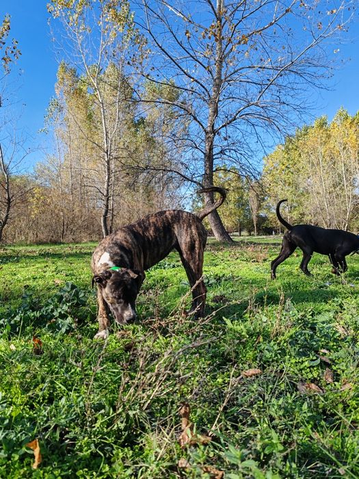 Дого аржентино/преса канарио