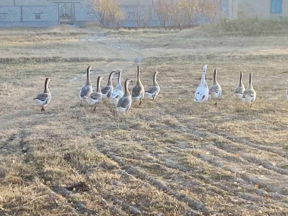 Гозлар сотилади , гузы продаются соглом