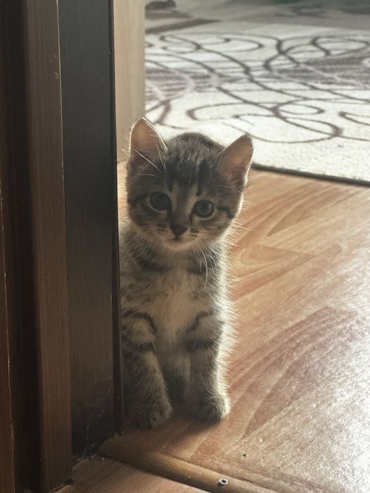 Отдам в добрые руки котят