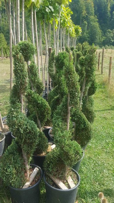 Plante Decorative Tuia