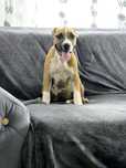 American Staffordshire Terrier