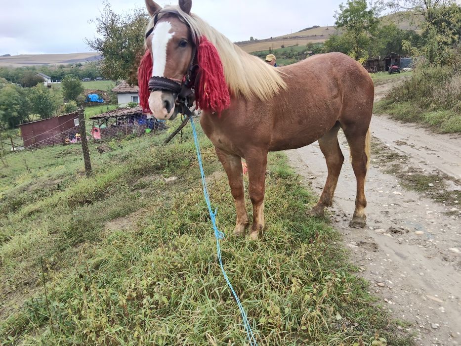 Vând mânz Cipăieni judetul Mureș