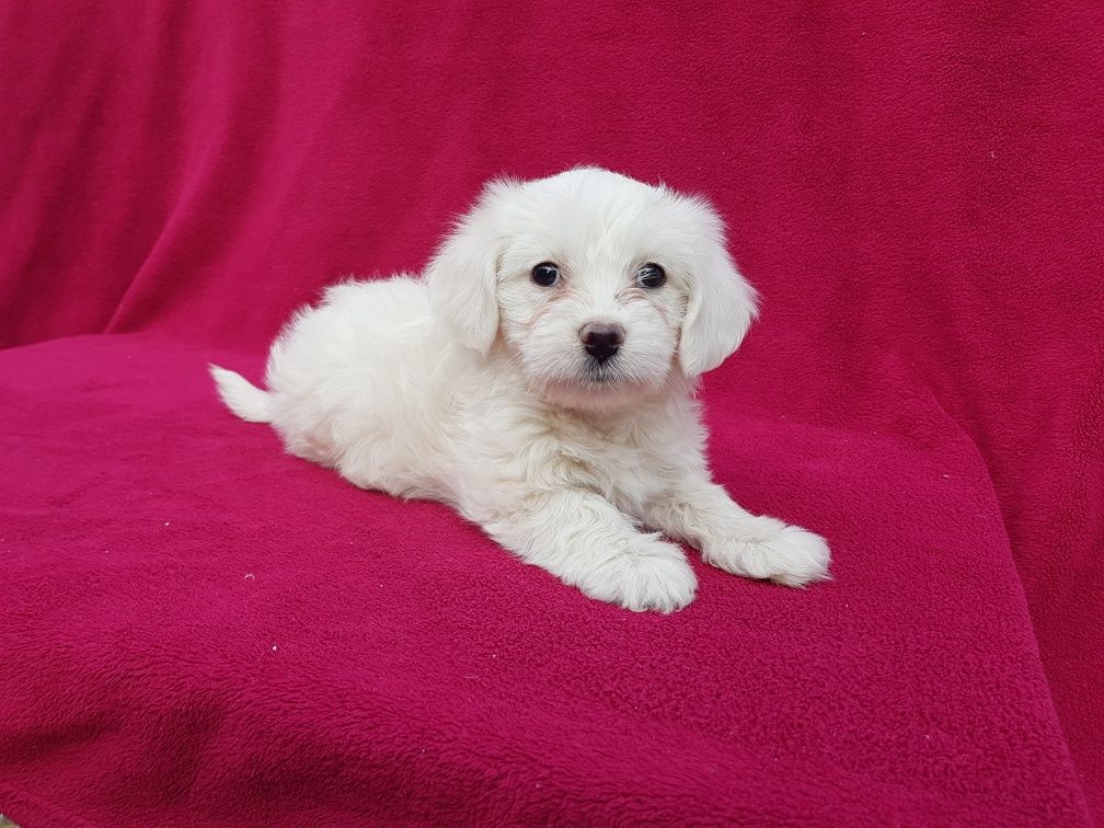 Bichon Maltez Mascul
