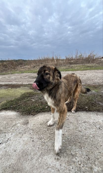 Buburuza- catelusa pentru adoptie