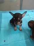 Cățeluș chihuahua