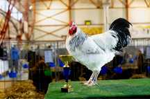 Ouă Sussex Herminat deschis