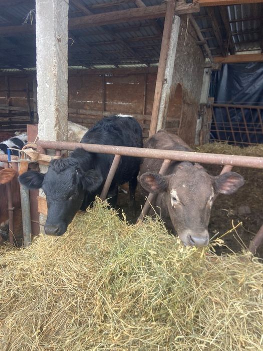 Vand vitele productie proprie din ferma de Elita  Ciurea