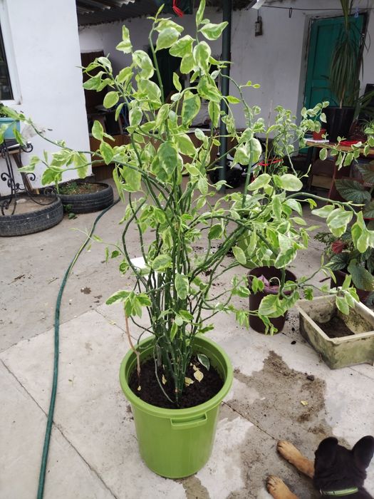 Продается цветок