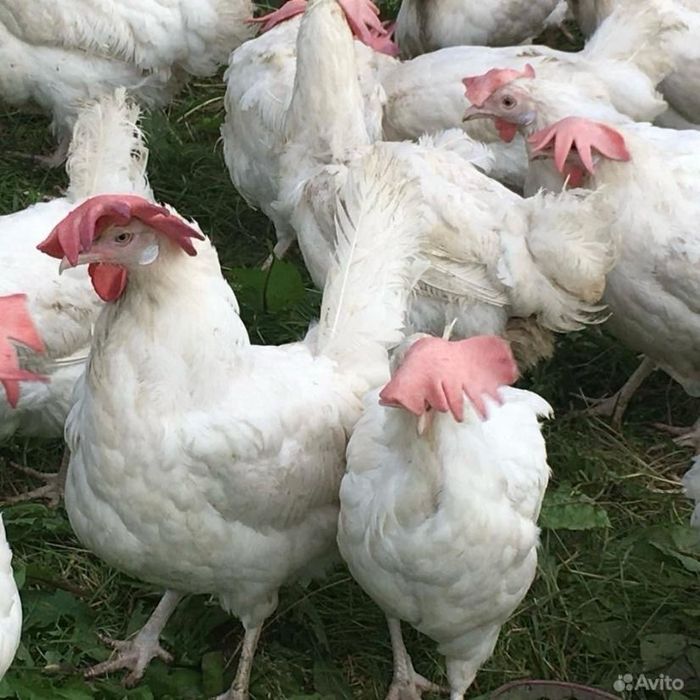 Продаю курицу несушки