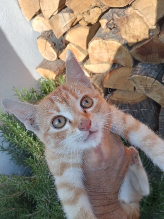 Pisica British Golden