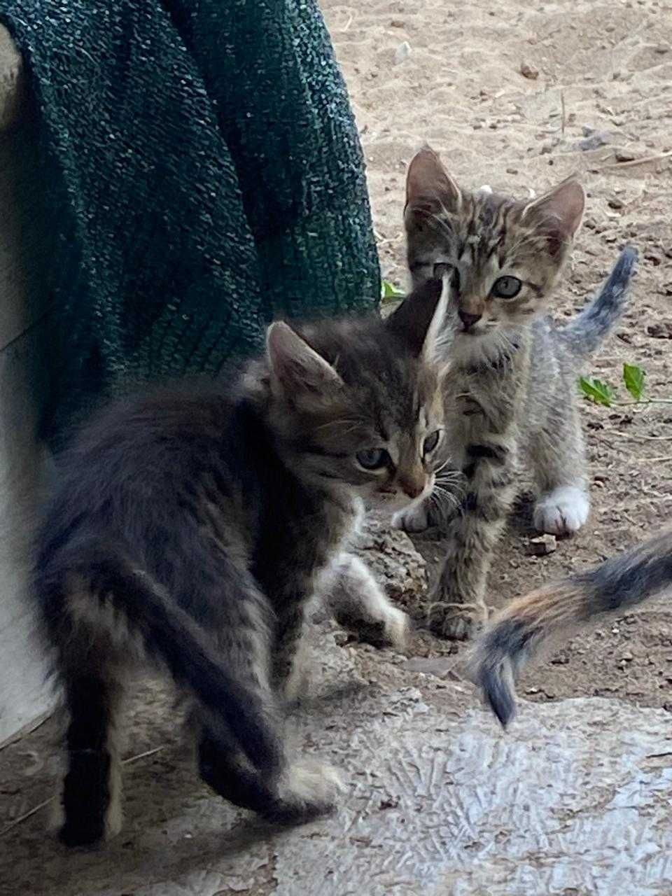 Отдам котят , можно с доставкой!