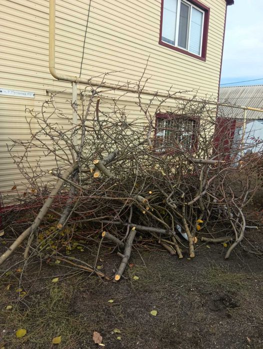 отдам даром ветки