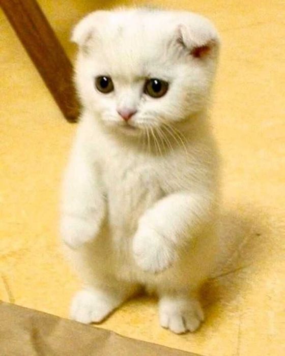 Skottish фолд скотиш fold yaxwilab uqing narxi bulishi
