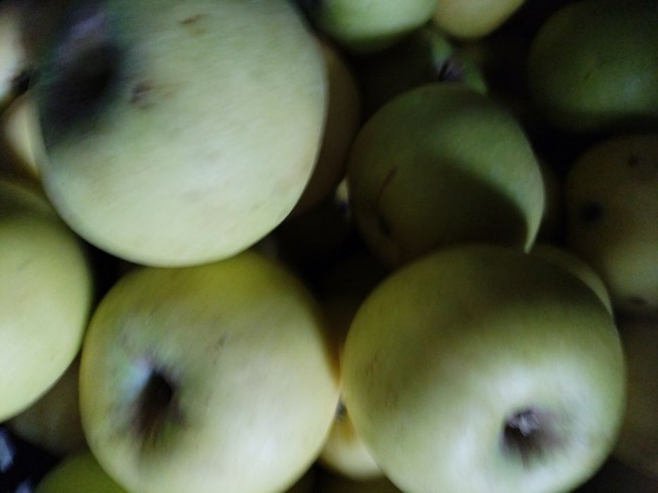 Яблоки сорт Кутузовец