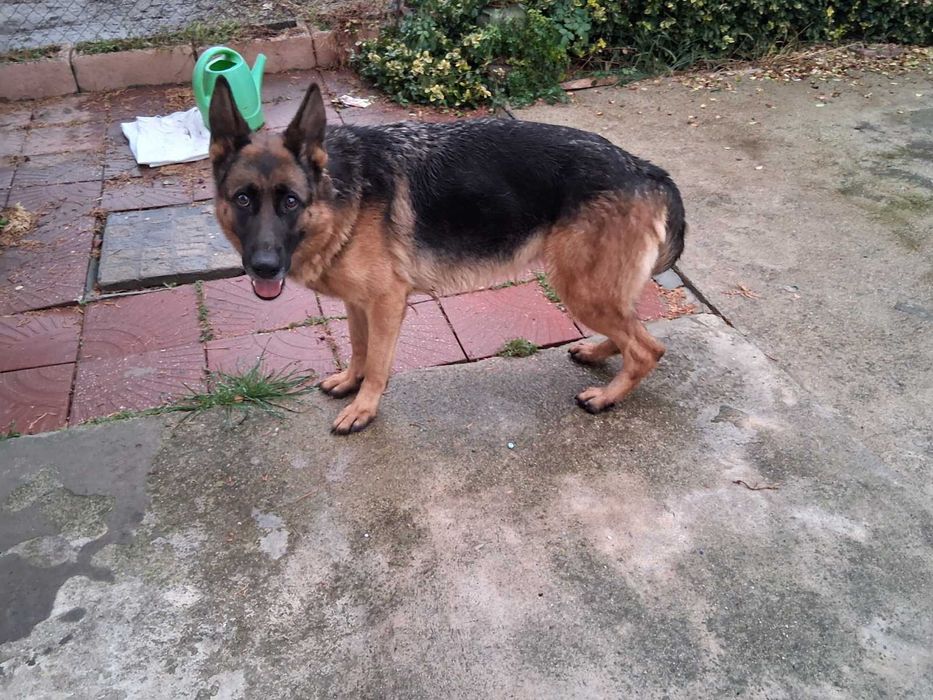 Две немски овчарки | мъжка и женска