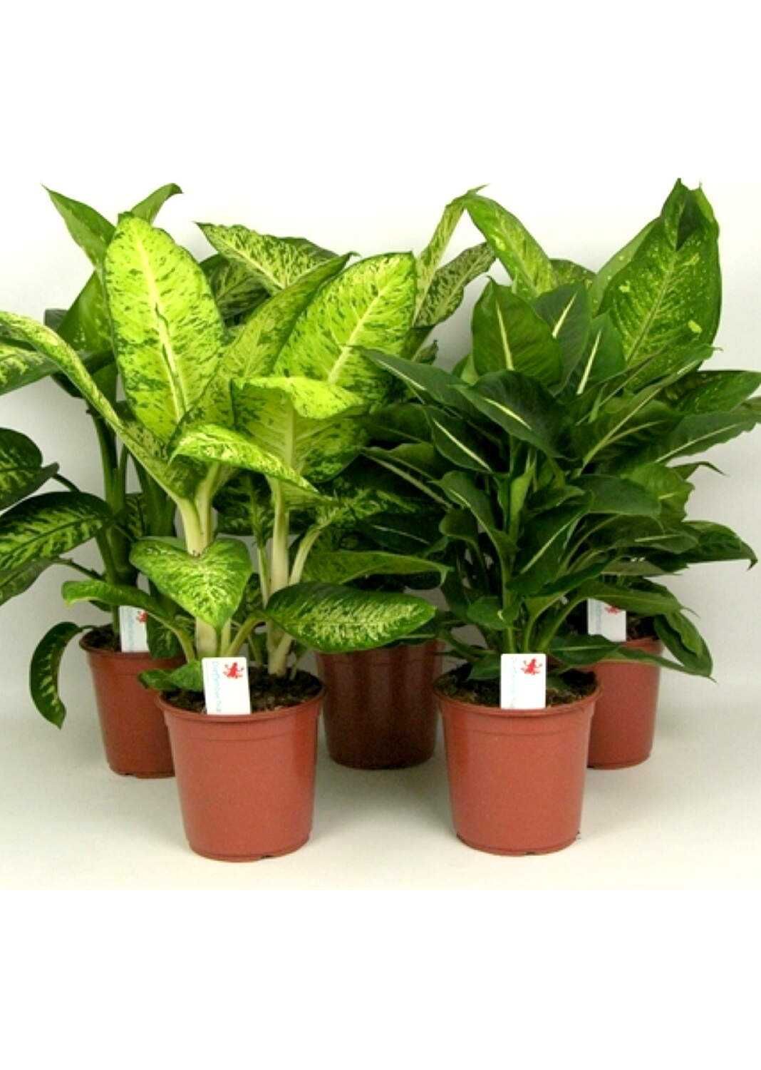 Диффенбахия - вечнозеленая с большими листьями комнатные растения