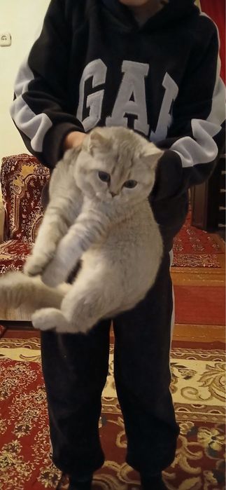 Продаю котенка британскую короткошерстную  девочка