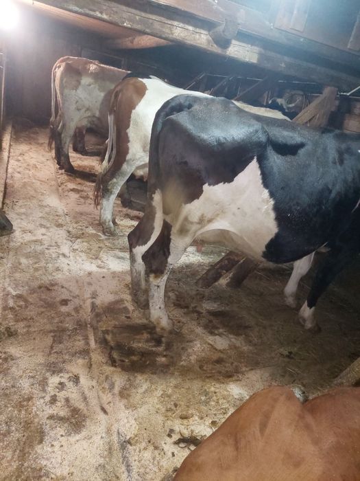 Vaci de vânzare bălțată romănească