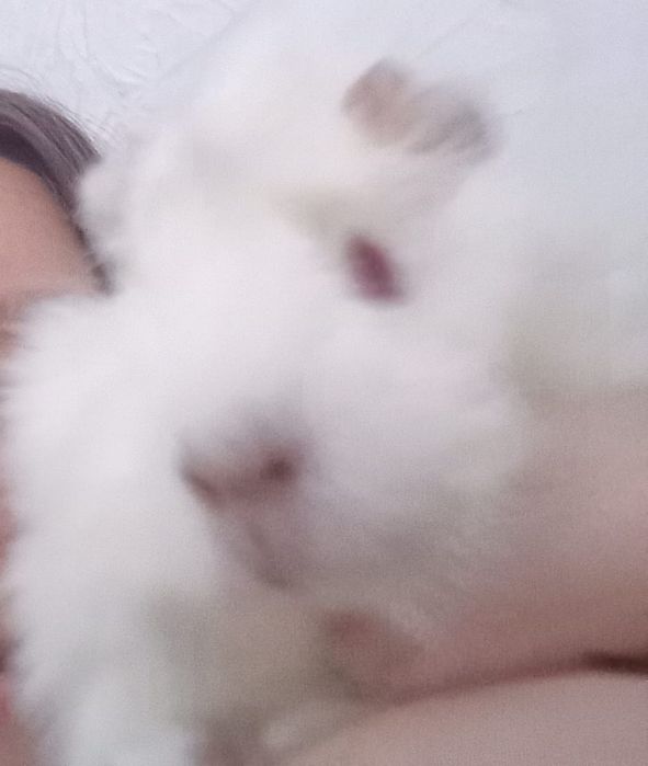 Продам морскую свинку