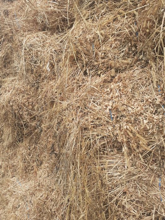 Baloți lucernă pătrați