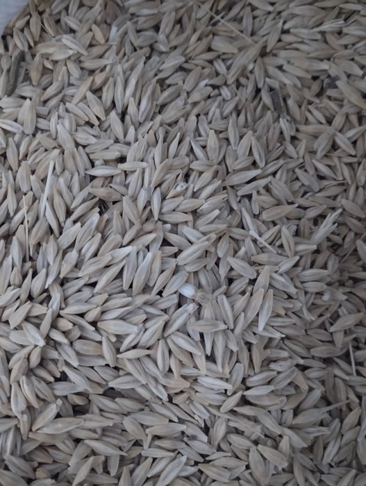 Арпа местный сорт байшешек