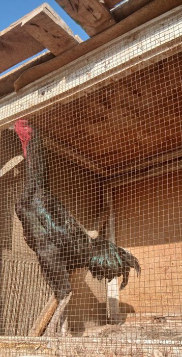 О шамо немец.март бошида чикан жожа сотилади.