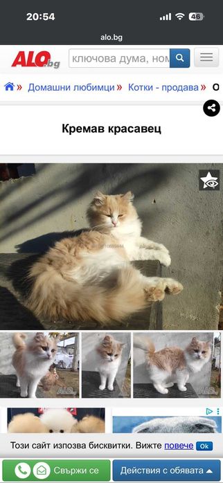 Пухкави котарачета