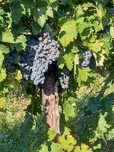 Vand struguri de vin albi si negri cu transport