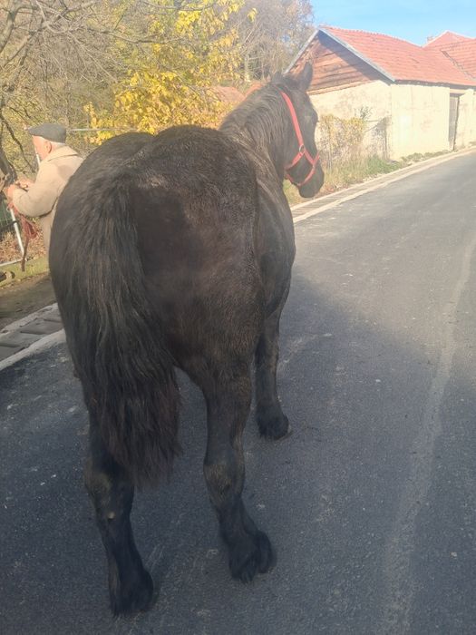 Vind minz un an jumate