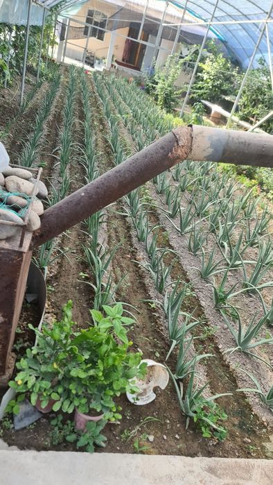 Aloe vera guli sotiladi.
