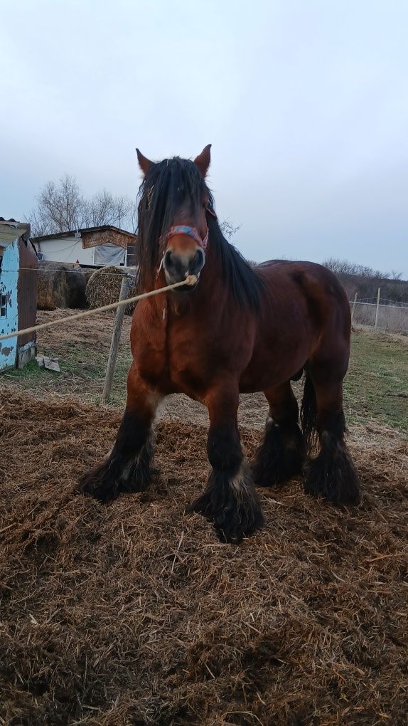 De vanzare Armăsar de montă
