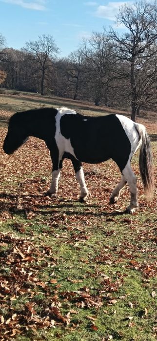 Iapă cu manz de vanzare